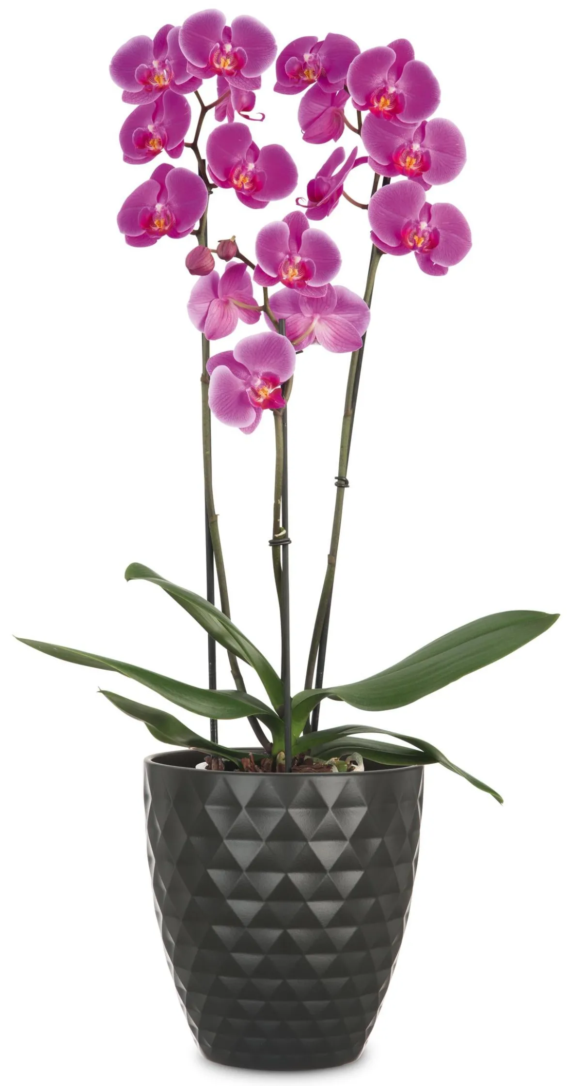 Scheurich Keramik-Übertopf Ada, konisch, dunkelgrau, ca. Ø14 cm