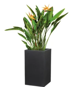 Scheurich Kunststoff-Topf C-Cube, quadratisch
