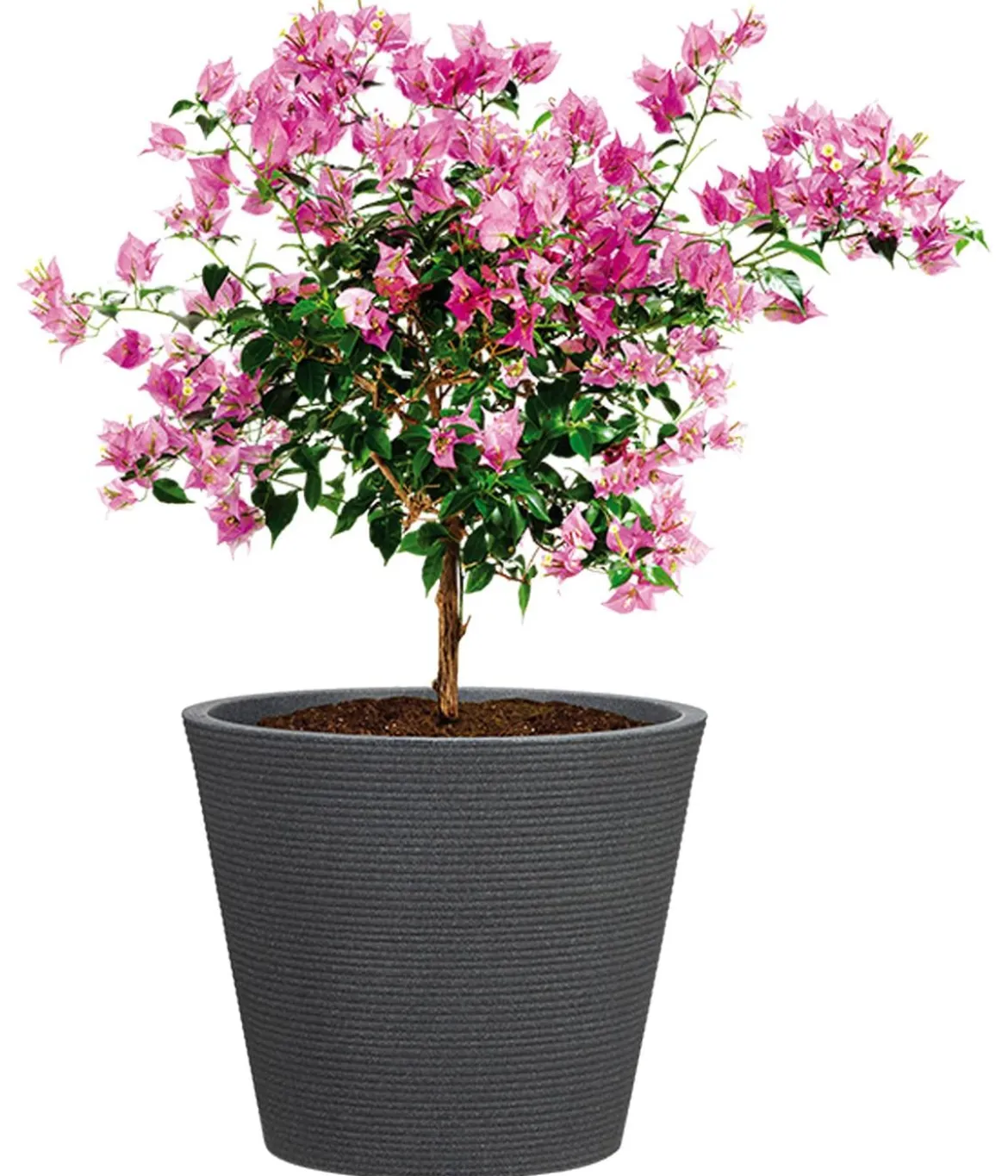 Scheurich Kunststoff-Topf Coneo, rund