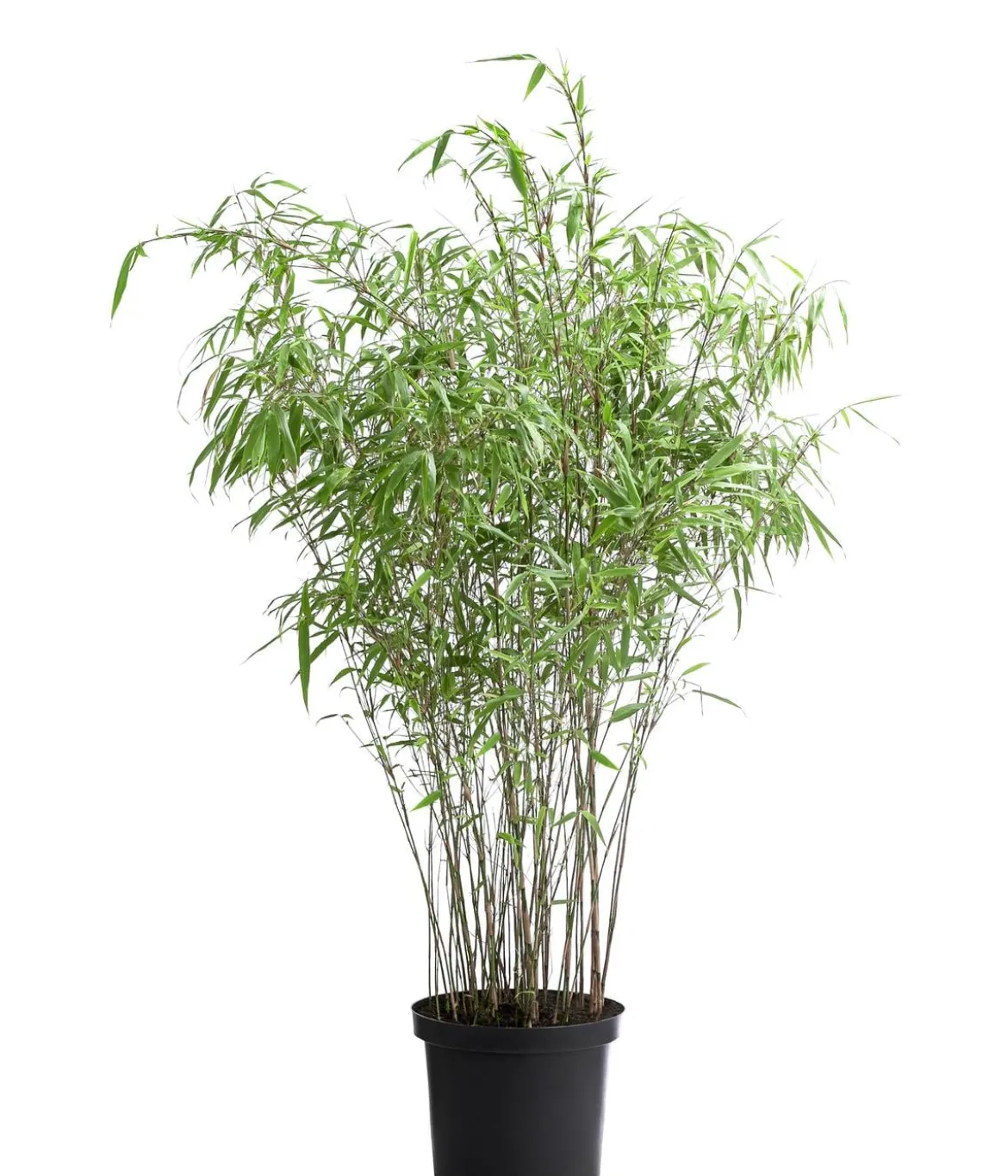 Schirmbambus 'Fargesia rufa'