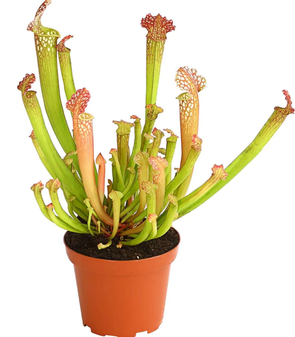Schlauchpflanze - Sarracenia Hybride