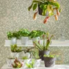 Schlauchpflanze - Sarracenia