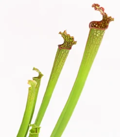 Schlauchpflanze - Sarracenia