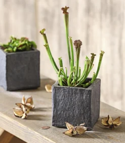 Schlauchpflanze - Sarracenia