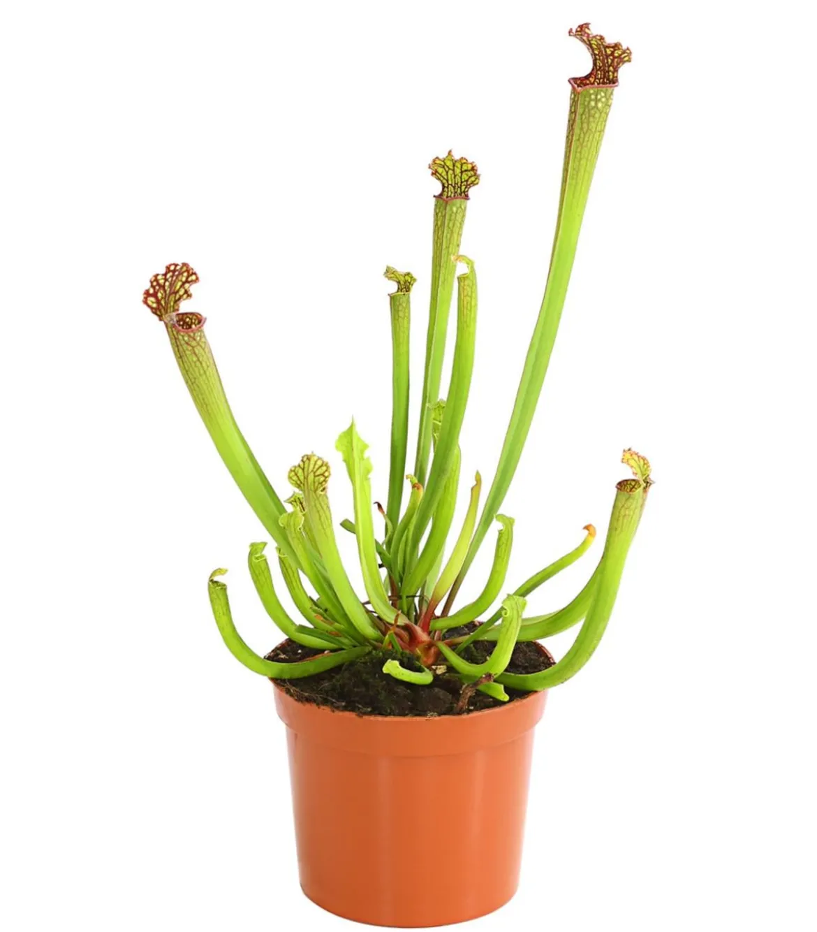 Schlauchpflanze - Sarracenia