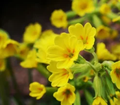 Schlüsselblume 'Cabrillo'