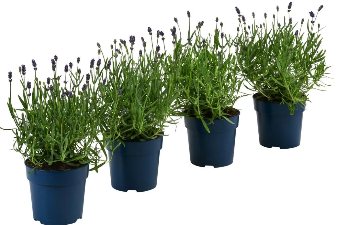 Schmetterlings-Lavendel 'Royal Blue', 4er-Set