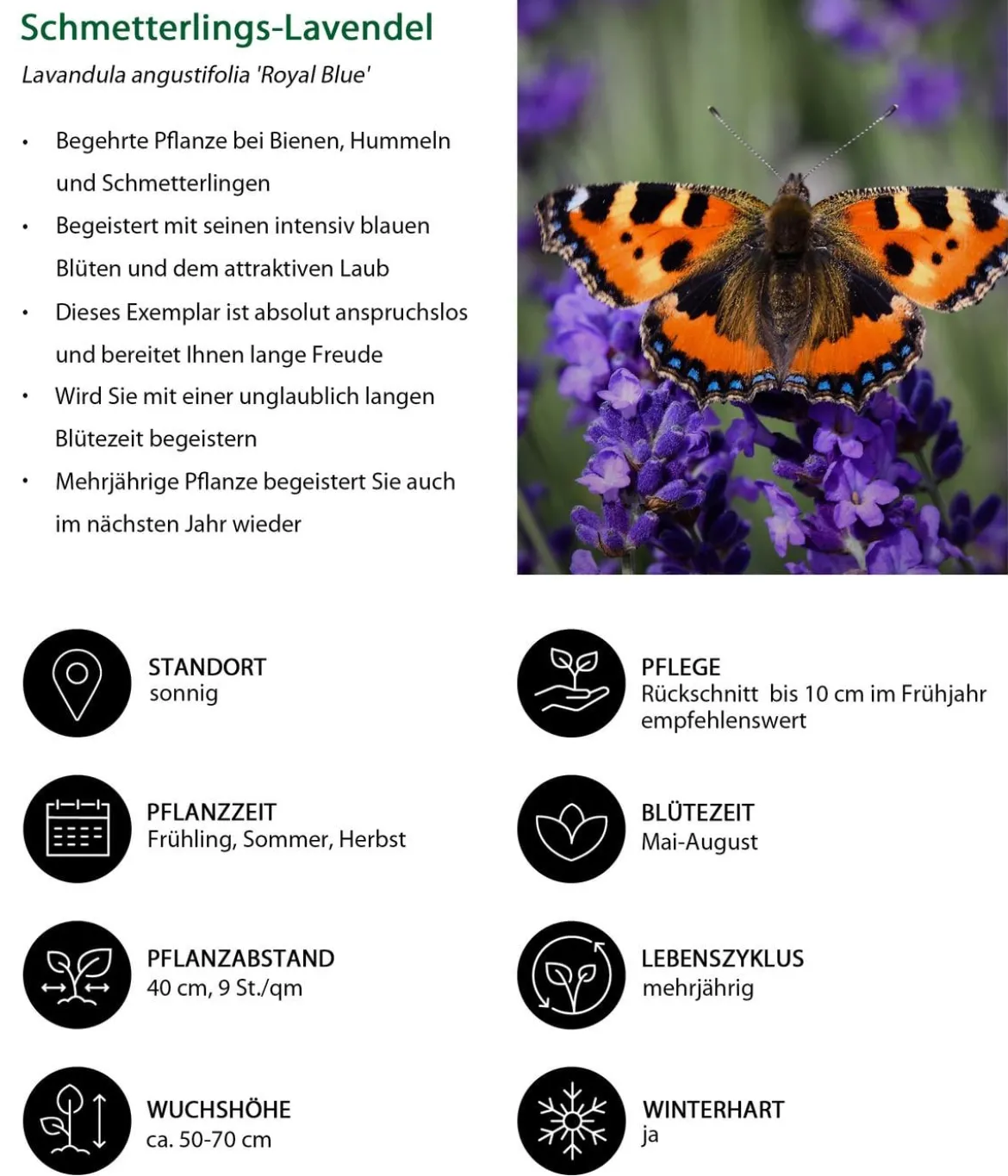 Schmetterlings-Lavendel 'Royal Blue', 4er-Set