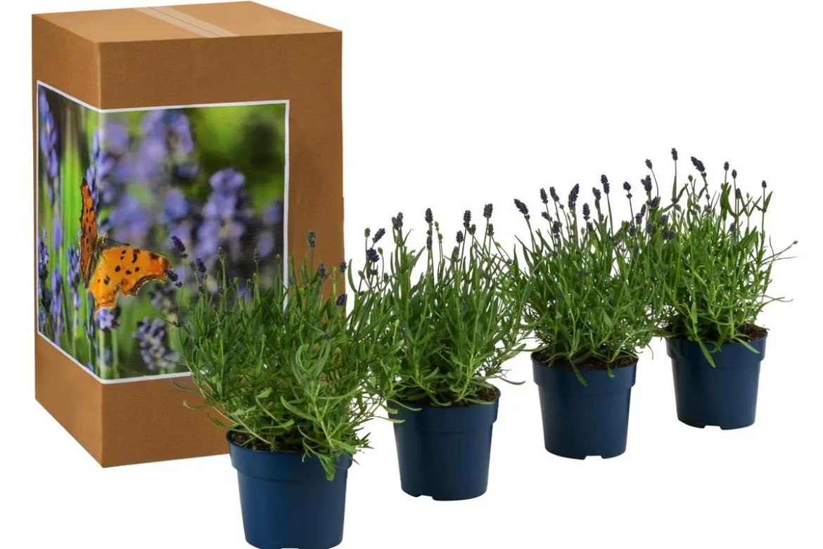 Schmetterlings-Lavendel 'Royal Blue', 4er-Set
