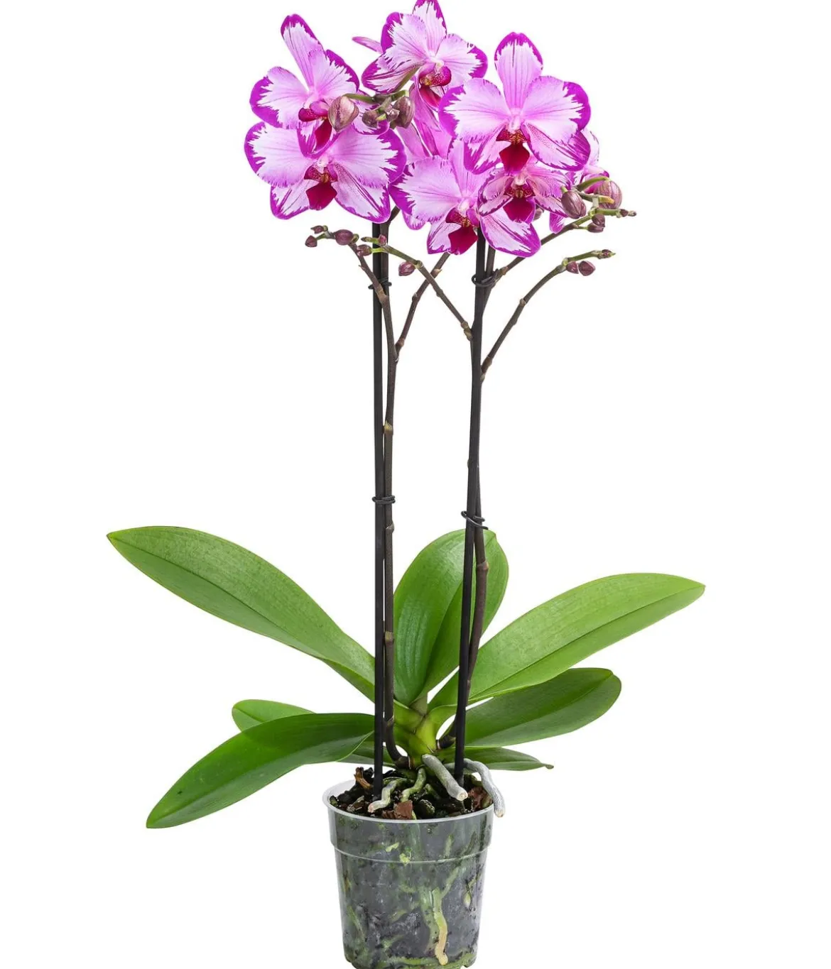 Schmetterlingsorchidee - Phalaenopsis cultivars 'Toshi'
