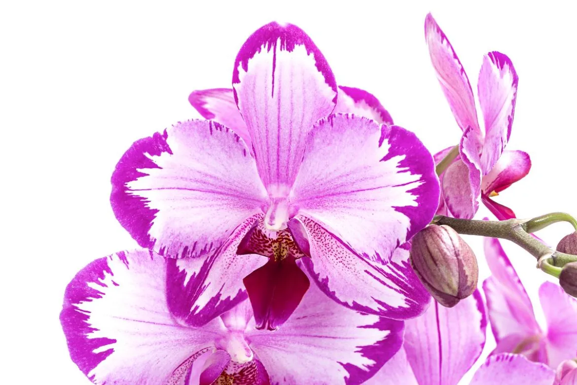 Schmetterlingsorchidee - Phalaenopsis cultivars 'Toshi'