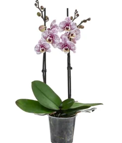 Schmetterlingsorchidee - Phalaenopsis cultivars 'Dutch Beauty'