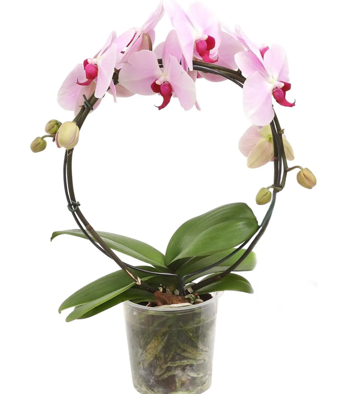 Schmetterlingsorchidee - Phalaenopsis cultivars, Bogen, verschiedene Sorten