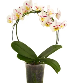 Schmetterlingsorchidee - Phalaenopsis cultivars, Bogen, verschiedene Sorten