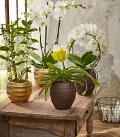 Schmetterlingsorchidee - Phalaenopsis cultivars, Bogen, verschiedene Sorten