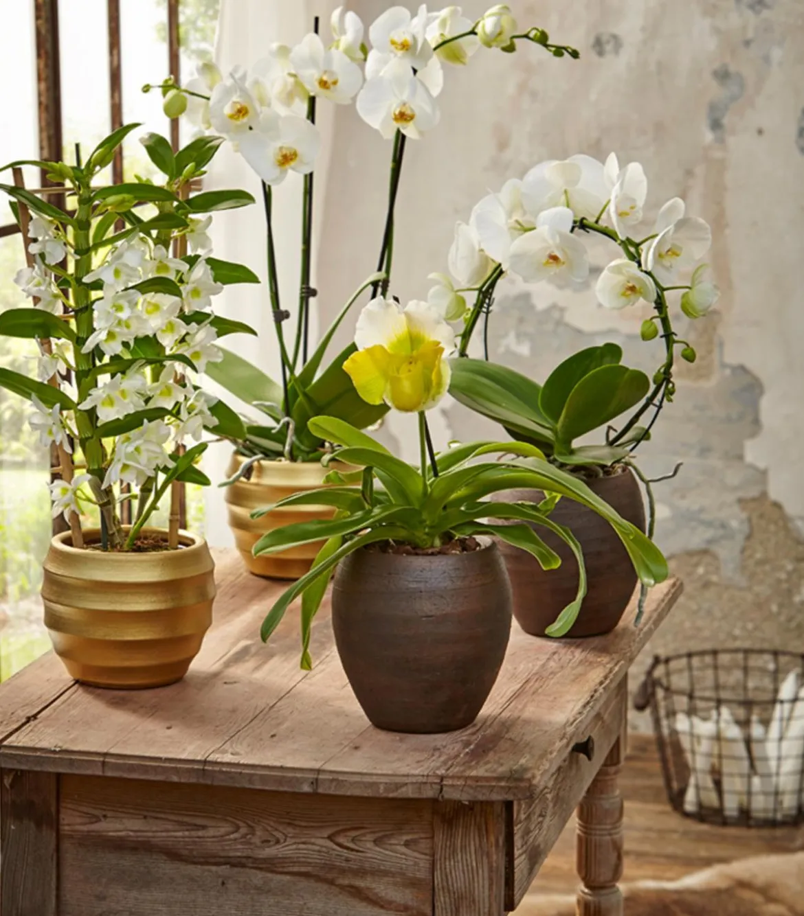 Schmetterlingsorchidee - Phalaenopsis cultivars, Bogen, verschiedene Sorten
