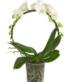 Schmetterlingsorchidee - Phalaenopsis cultivars, Bogen, verschiedene Sorten
