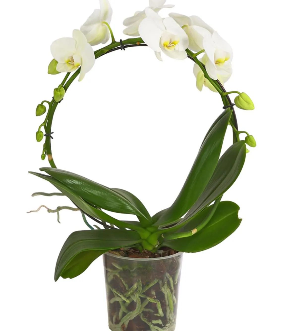 Schmetterlingsorchidee - Phalaenopsis cultivars, Bogen, verschiedene Sorten