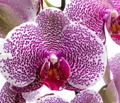 Schmetterlingsorchidee - Phalaenopsis cultivars 'Pandora'