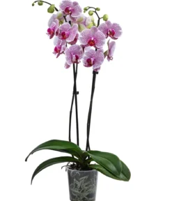 Schmetterlingsorchidee - Phalaenopsis cultivars 'Pandora'