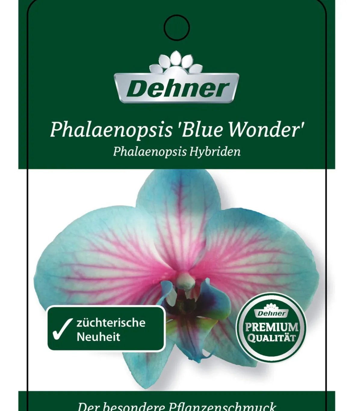 Schmetterlingsorchidee - Phalaenopsis Cultivars 'Blue Wonder', Kaskade