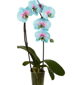 Schmetterlingsorchidee - Phalaenopsis Cultivars 'Blue Wonder', Kaskade