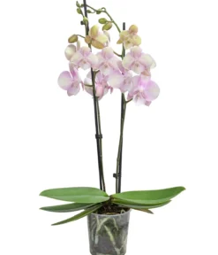 Schmetterlingsorchidee - Phalaenopsis cultivars 'Venetian Carnival'