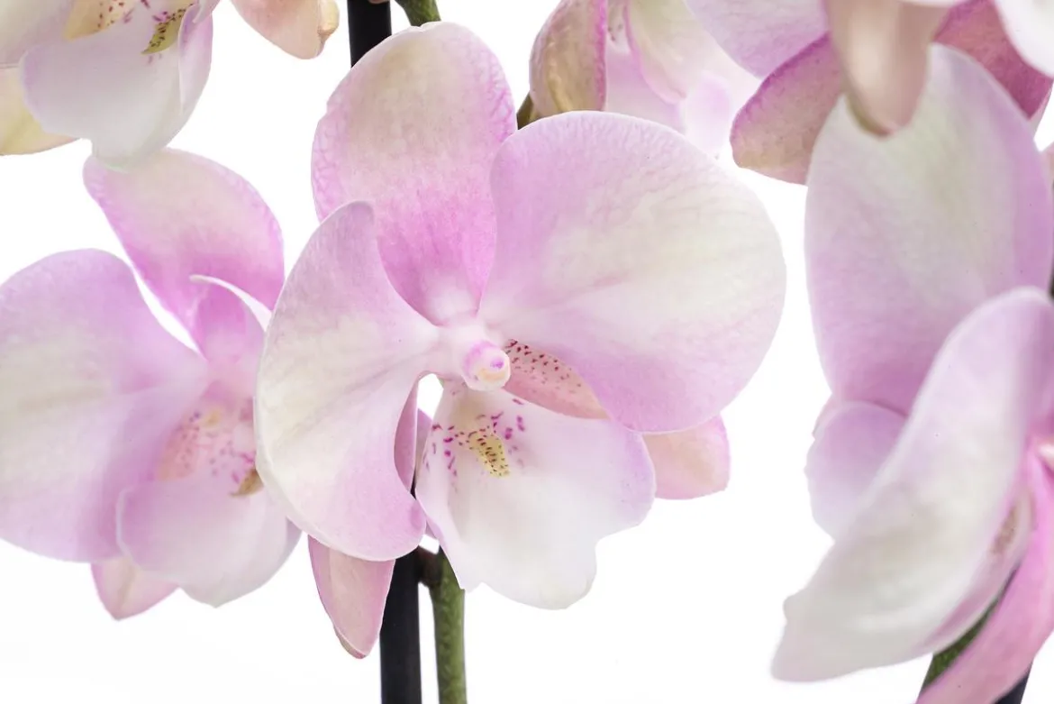 Schmetterlingsorchidee - Phalaenopsis cultivars 'Venetian Carnival'