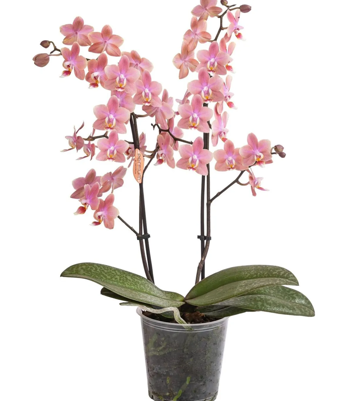 Schmetterlingsorchidee - Phalaenopsis cultivars, verschiedene Farben