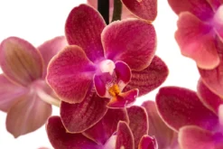 Schmetterlingsorchidee - Phalaenopsis cultivars, verschiedene Farben