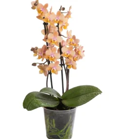 Schmetterlingsorchidee - Phalaenopsis cultivars, verschiedene Farben