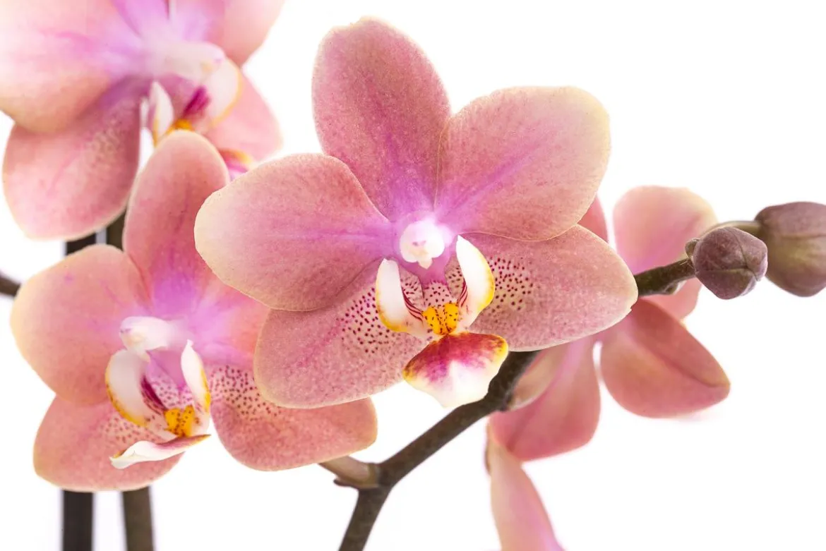 Schmetterlingsorchidee - Phalaenopsis cultivars, verschiedene Farben