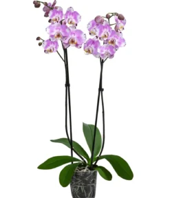 Schmetterlingsorchidee - Phalaenopsis cultivars 'Art Nouveau'