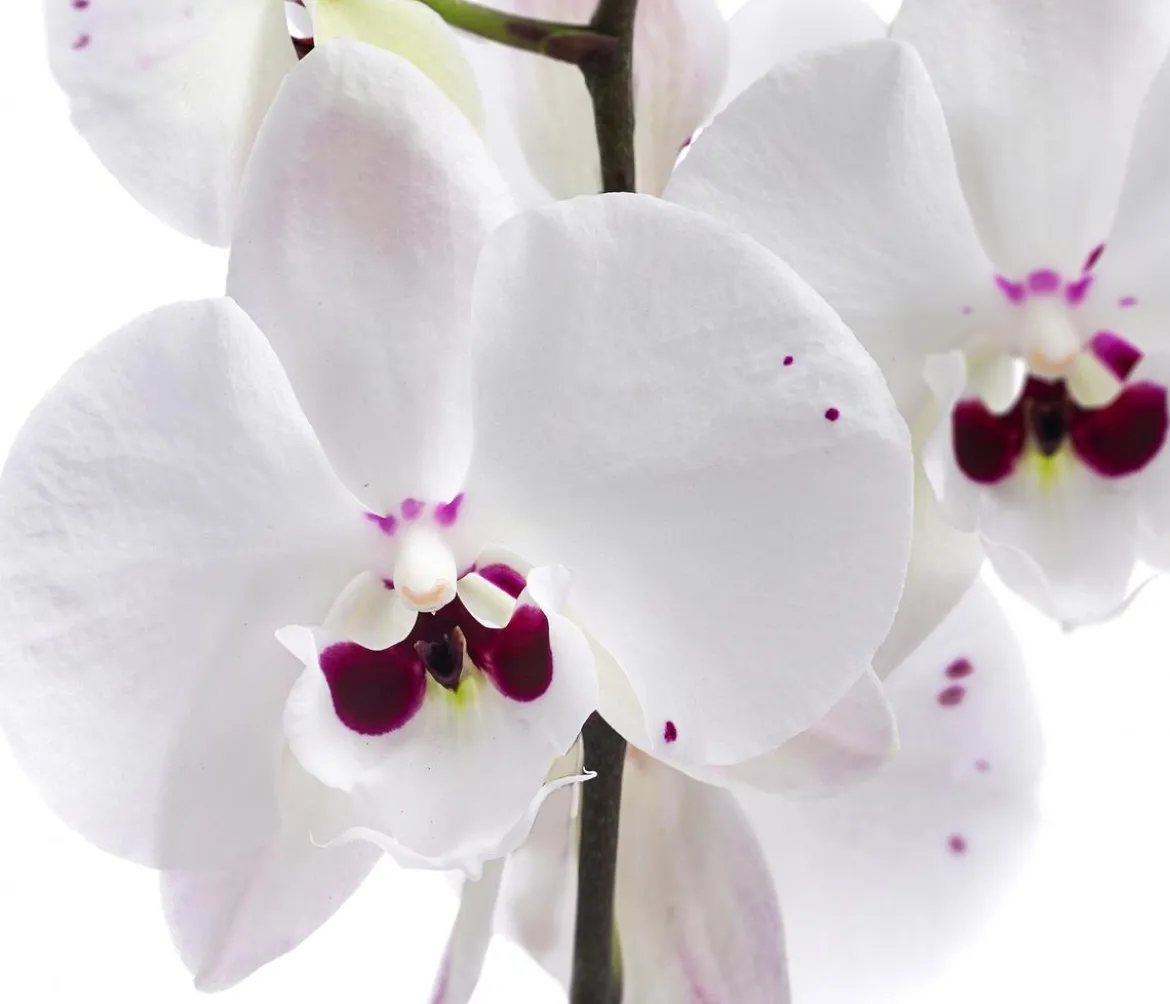 Schmetterlingsorchidee - Phalaenopsis cultivars 'Reyoung Prince'