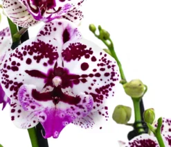 Schmetterlingsorchidee - Phalaenopsis cultivars 'Signature Speechless Elegance'