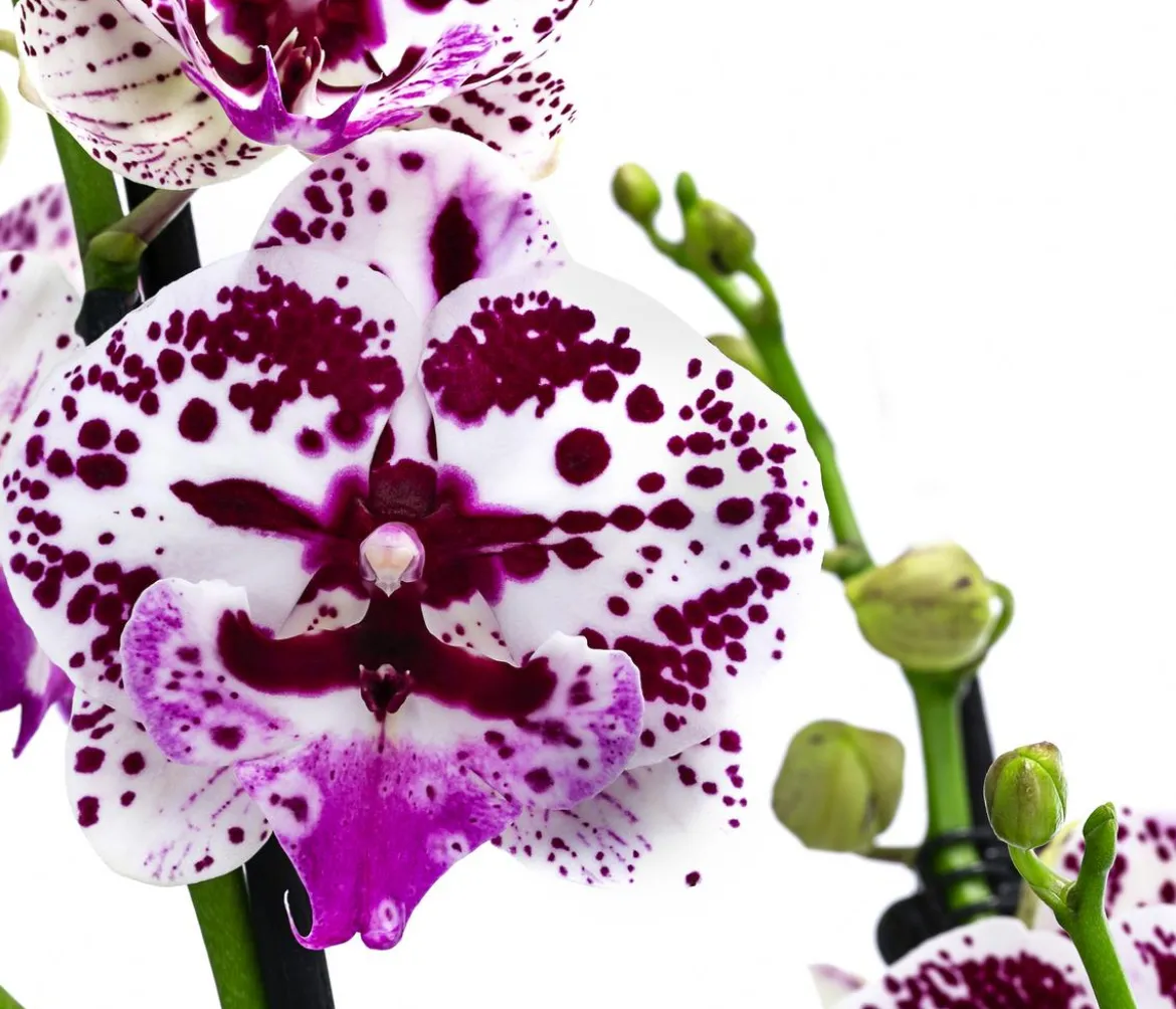 Schmetterlingsorchidee - Phalaenopsis cultivars 'Signature Speechless Elegance'