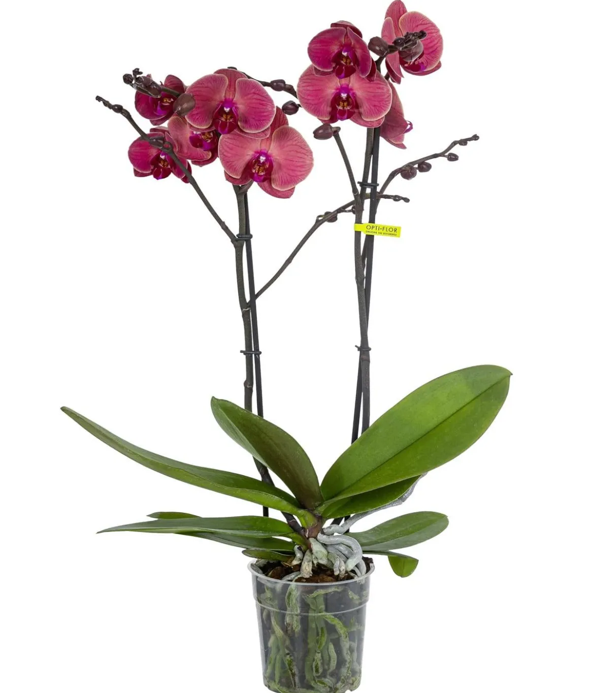 Schmetterlingsorchidee - Phalaenopsis cultivars 'Coral'