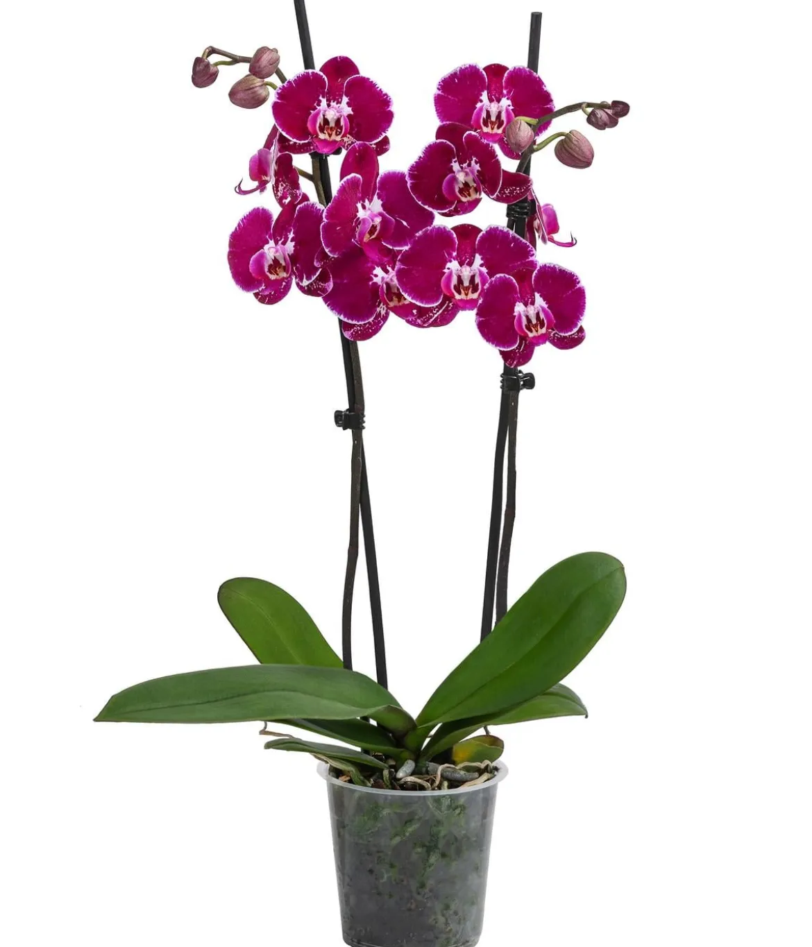 Schmetterlingsorchidee - Phalaenopsis cultivars 'Binty'