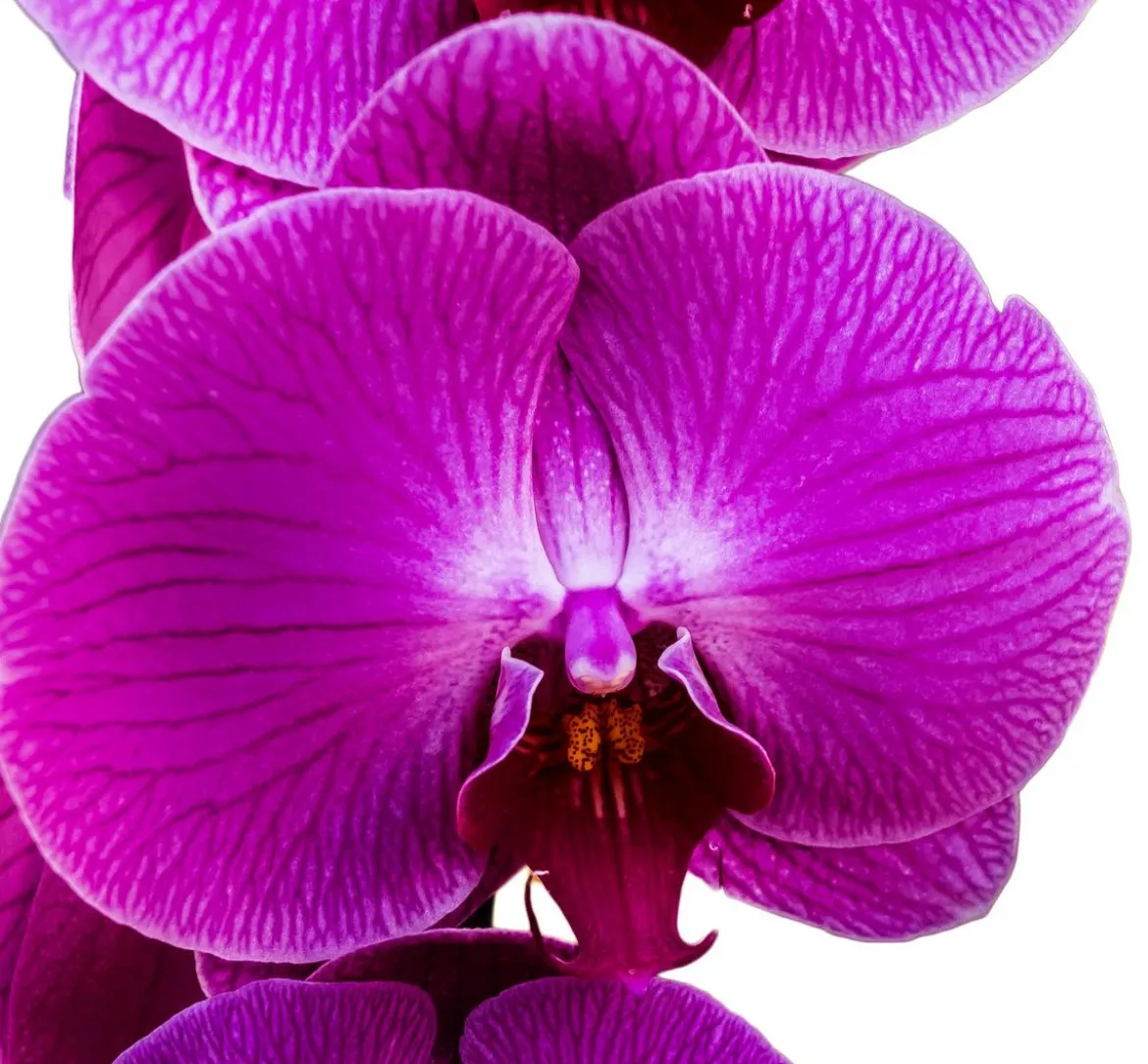 Schmetterlingsorchidee - Phalaenopsis cultivars, zweitriebig