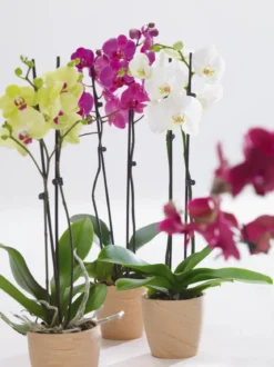 Schmetterlingsorchidee - Phalaenopsis cultivars, zweitriebig