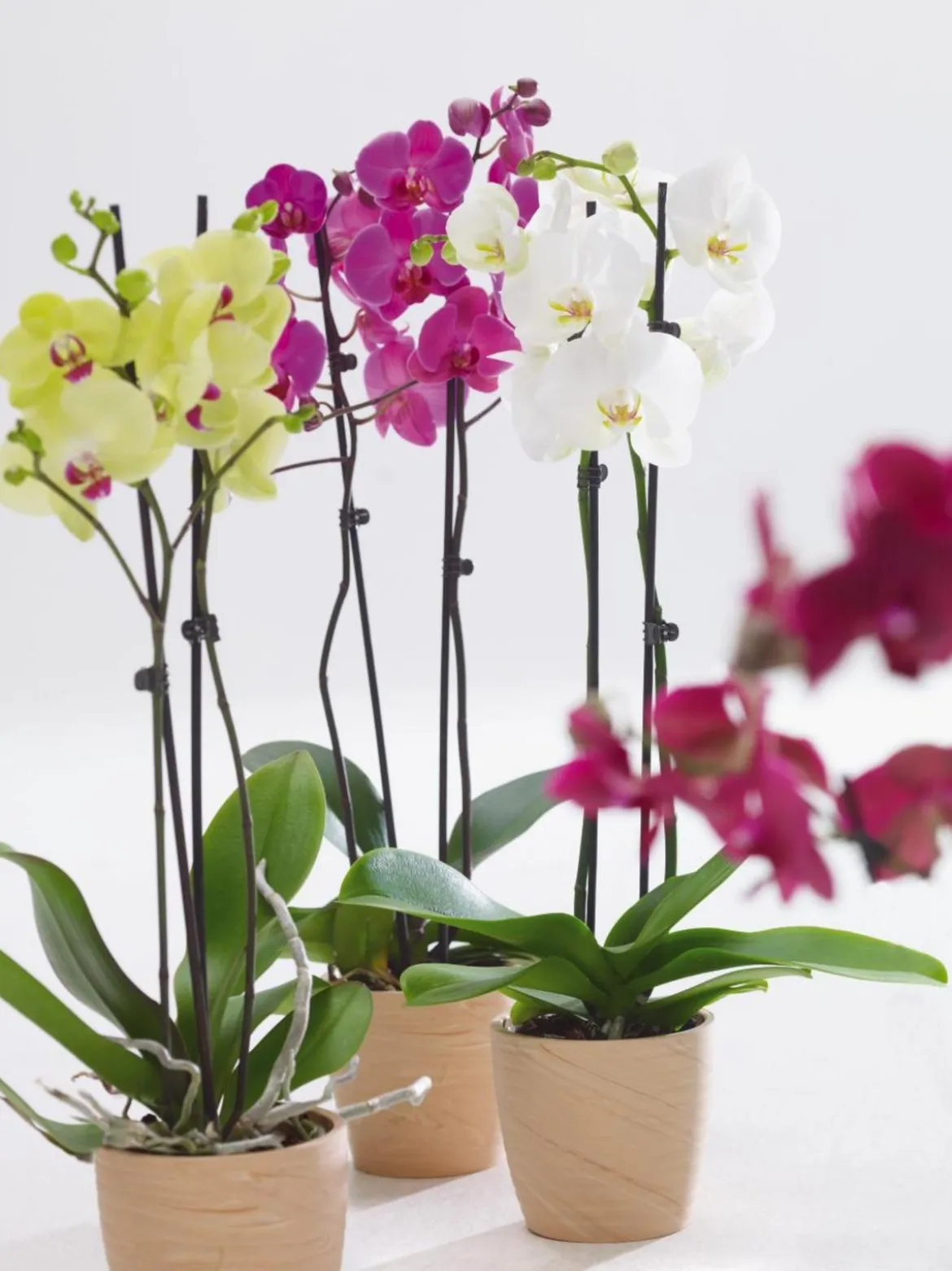 Schmetterlingsorchidee - Phalaenopsis cultivars, zweitriebig