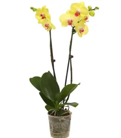 Schmetterlingsorchidee - Phalaenopsis cultivars, zweitriebig