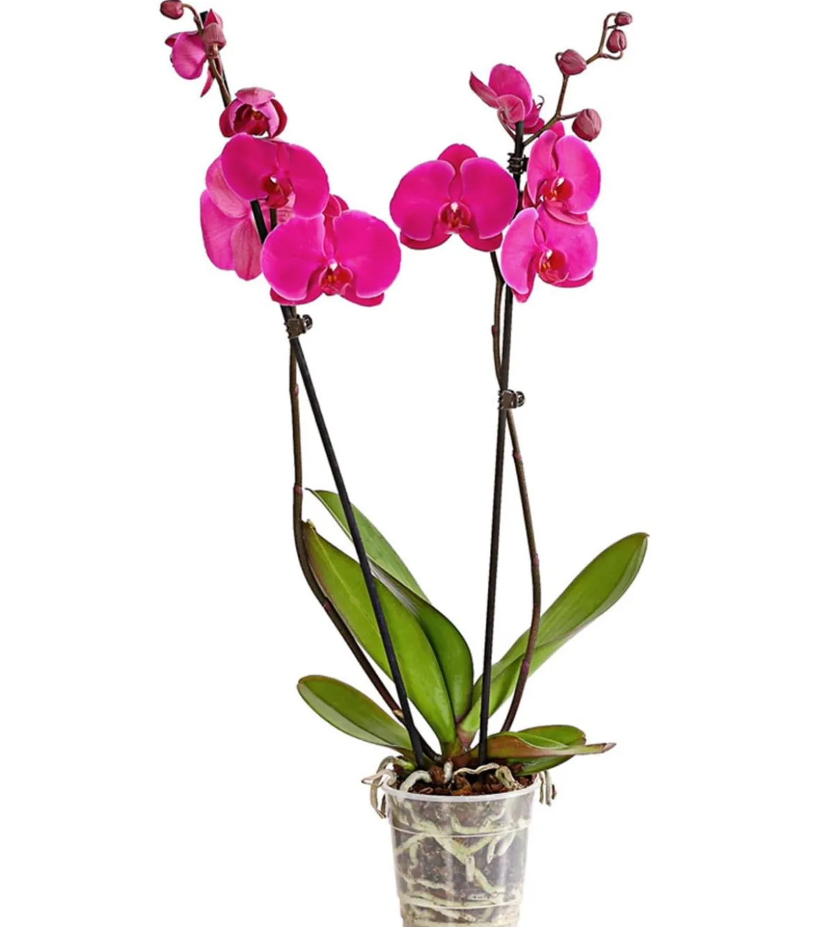 Schmetterlingsorchidee - Phalaenopsis cultivars, zweitriebig