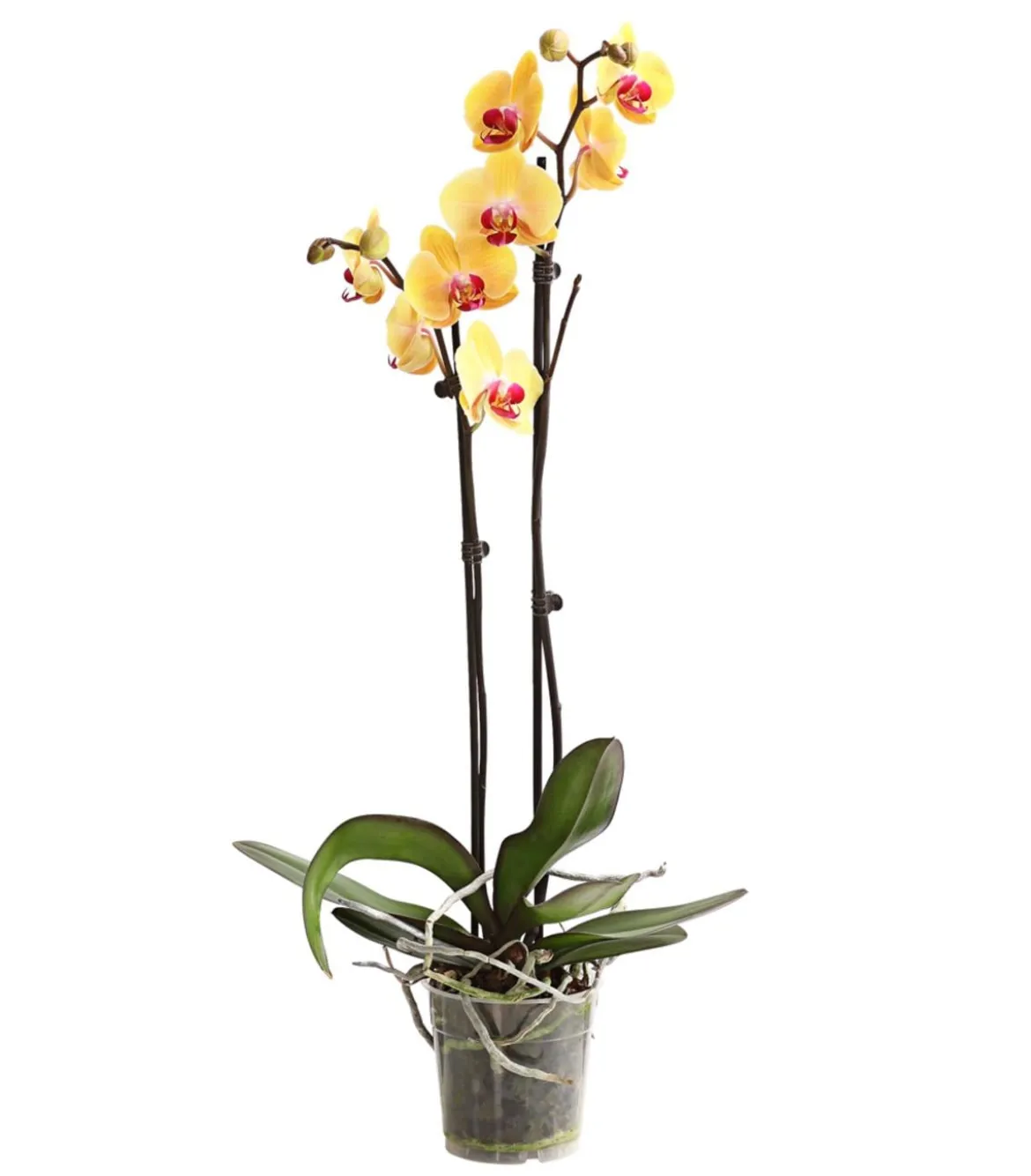 Schmetterlingsorchidee - Phalaenopsis cultivars, zweitriebig