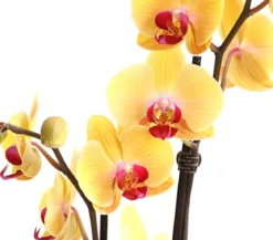 Schmetterlingsorchidee - Phalaenopsis cultivars, zweitriebig