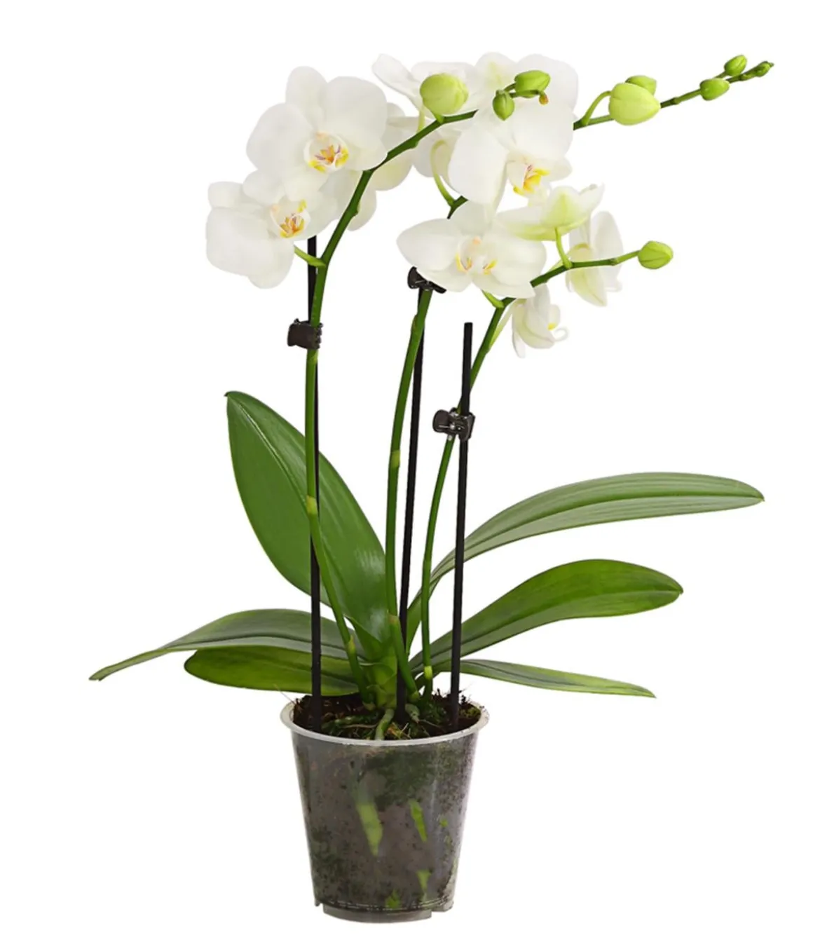 Schmetterlingsorchidee - Phalaenopsis cultivars, weiß