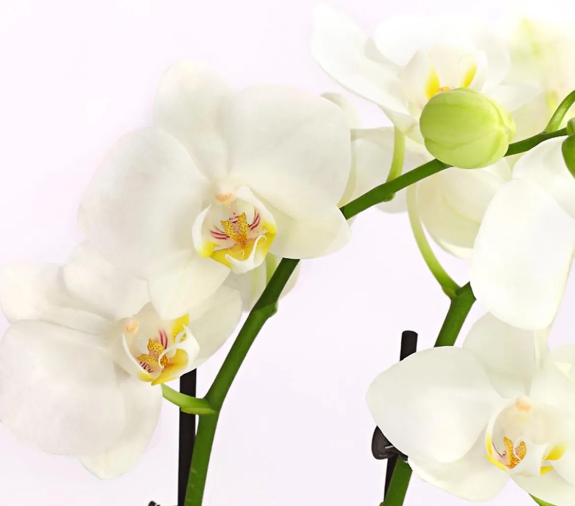Schmetterlingsorchidee - Phalaenopsis cultivars, weiß