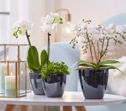 Schmetterlingsorchidee - Phalaenopsis cultivars 'Wildflower'