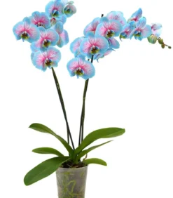 Schmetterlingsorchidee - Phalaenopsis cultivars 'Blue Wonder'