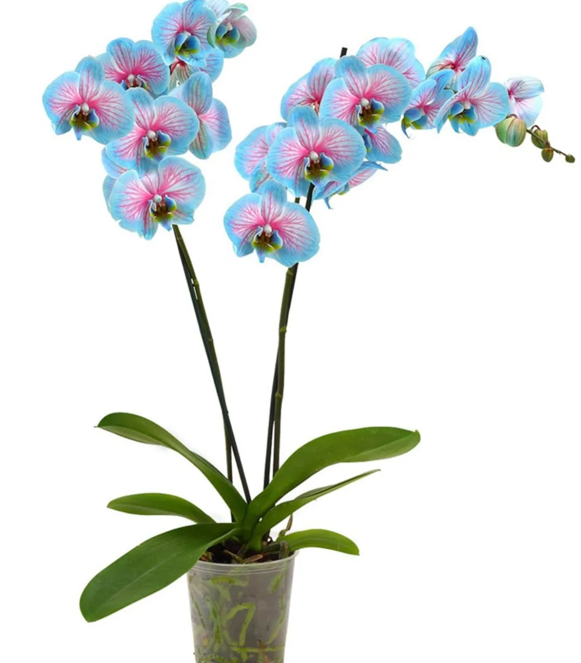 Schmetterlingsorchidee - Phalaenopsis cultivars 'Blue Wonder'